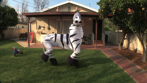 zebra-dance